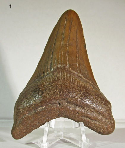 CooperR_Megalodon_tooth.jpg