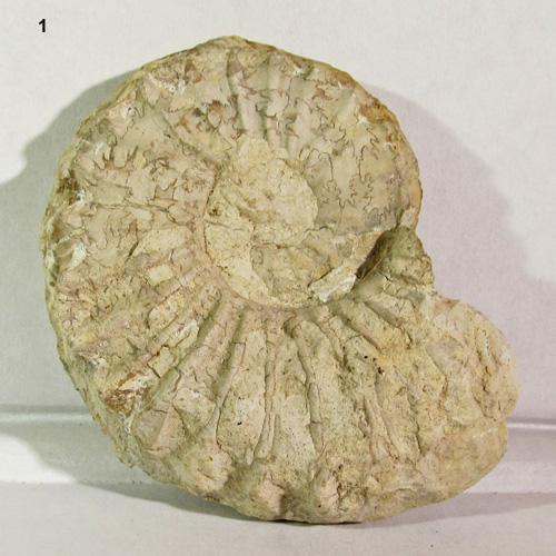Texas_ammonite.jpg