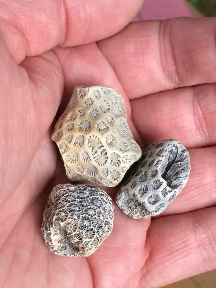 fossil_coral.JPG