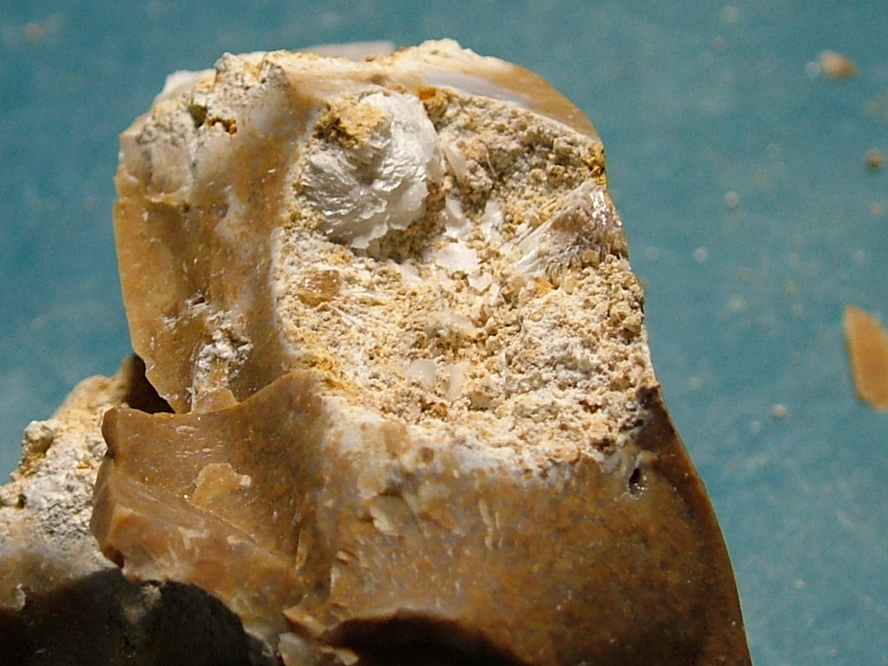 fossils_8-20_003.JPG