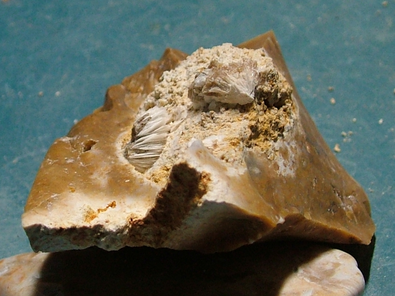 fossils_8-20_006.JPG