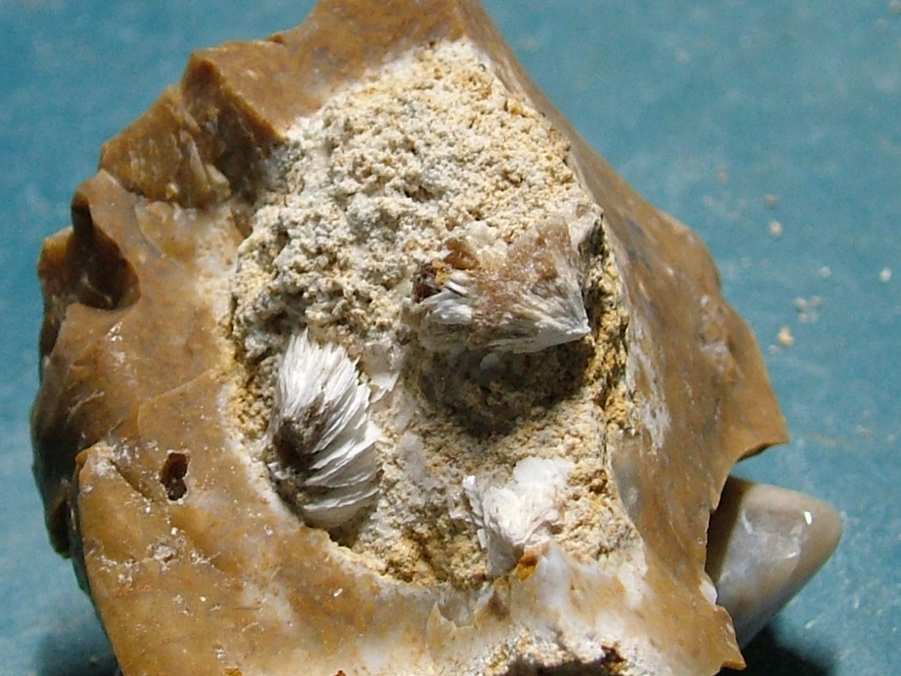 fossils_8-20_007.JPG