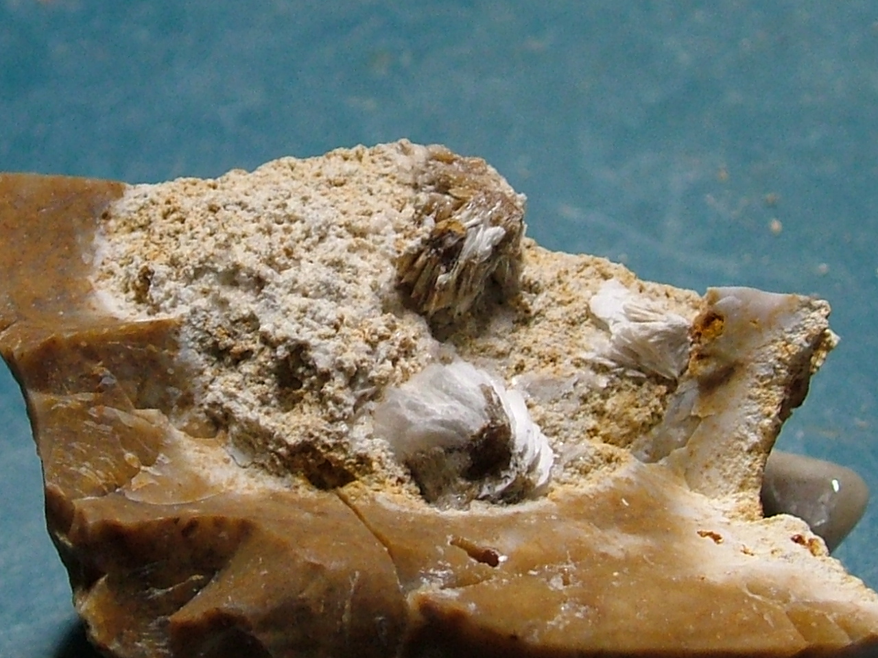 fossils_8-20_008.JPG
